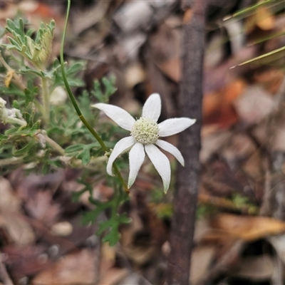 Actinotus helianthi (Flannel Flower) at Mundamia, NSW - 8 Jan 2025 by Csteele4