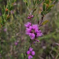 Melaleuca thymifolia (Thyme Honey-myrtle) at Mundamia, NSW - 8 Jan 2025 by Csteele4