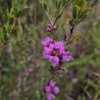 Melaleuca thymifolia (Thyme Honey-myrtle) at Mundamia, NSW - 8 Jan 2025 by Csteele4