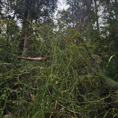 Cassytha glabella (Slender Devil's Twine) at Yerriyong, NSW - 8 Jan 2025 by Csteele4