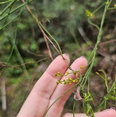 Cassytha glabella at Yerriyong, NSW - 8 Jan 2025 02:46 PM