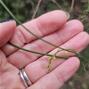 Cassytha glabella at Yerriyong, NSW - 8 Jan 2025 02:46 PM