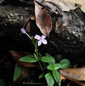 Pseuderanthemum variabile at Yerriyong, NSW - 8 Jan 2025