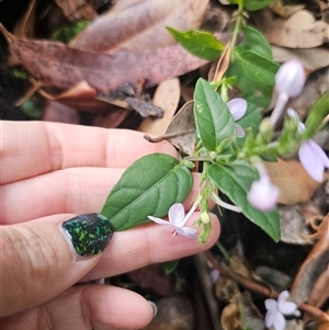 Pseuderanthemum variabile at Yerriyong, NSW - 8 Jan 2025