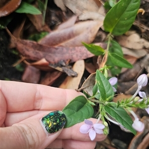 Pseuderanthemum variabile at Yerriyong, NSW - 8 Jan 2025