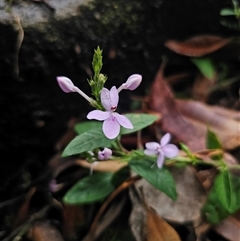 Pseuderanthemum variabile at Yerriyong, NSW - 8 Jan 2025