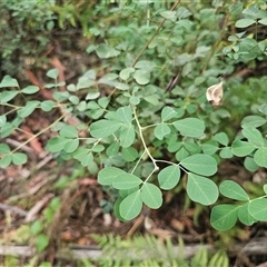 Goodia lotifolia (Golden Tip) at Yerriyong, NSW - 8 Jan 2025 by Csteele4