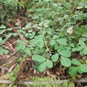 Goodia lotifolia at Yerriyong, NSW - 8 Jan 2025