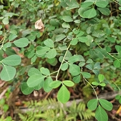 Goodia lotifolia at Yerriyong, NSW - 8 Jan 2025