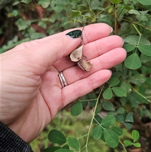 Goodia lotifolia at Yerriyong, NSW - 8 Jan 2025