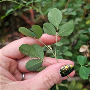 Goodia lotifolia at Yerriyong, NSW - 8 Jan 2025