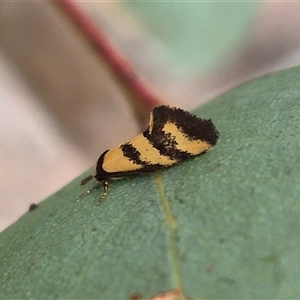 Olbonoma triptycha at Bungendore, NSW - suppressed