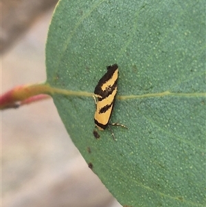 Olbonoma triptycha at Bungendore, NSW - suppressed