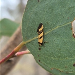 Olbonoma triptycha at Bungendore, NSW - suppressed