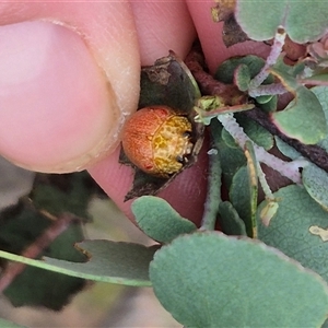 Paropsis obsoleta at Bungendore, NSW - suppressed