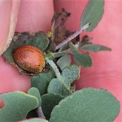 Paropsis obsoleta at Bungendore, NSW - suppressed