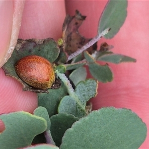 Paropsis obsoleta at Bungendore, NSW - suppressed