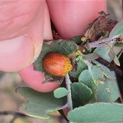 Paropsis obsoleta at Bungendore, NSW - suppressed