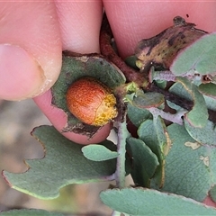 Paropsis obsoleta at Bungendore, NSW - suppressed