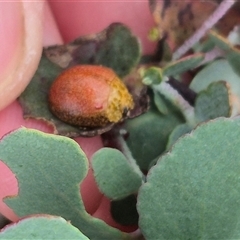 Paropsis obsoleta at Bungendore, NSW - suppressed