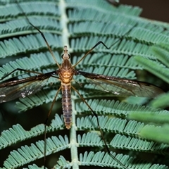 Leptotarsus (Macromastix) costalis (Common Brown Crane Fly) at Palerang, NSW - 7 Jan 2025 by AlisonMilton