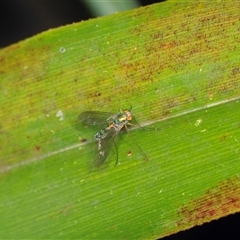 Dolichopodidae (family) (Unidentified Long-legged fly) at Forbes Creek, NSW - 7 Jan 2025 by AlisonMilton