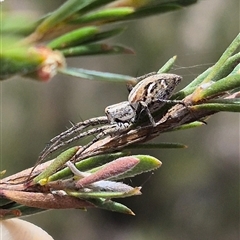 Oxyopes (genus) (Lynx spider) at Bungendore, NSW - 8 Jan 2025 by clarehoneydove
