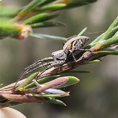 Oxyopes sp. (genus) (Lynx spider) at Bungendore, NSW - 8 Jan 2025 by clarehoneydove