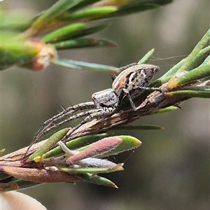 Oxyopes sp. (genus) at Bungendore, NSW - suppressed