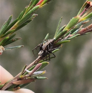 Oxyopes sp. (genus) at Bungendore, NSW - suppressed