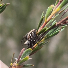 Oxyopes sp. (genus) at Bungendore, NSW - suppressed