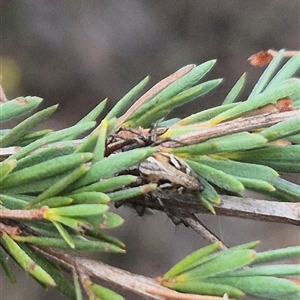 Oxyopes sp. (genus) at Bungendore, NSW - suppressed