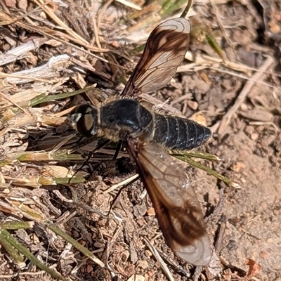 Comptosia quadripennis (a bee fly) at Kambah, ACT - 8 Jan 2025 by HelenCross