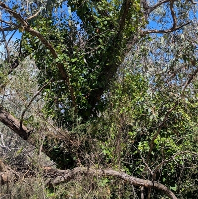 Hedera sp. (helix or hibernica) (Ivy) at Kambah, ACT - 8 Jan 2025 by HelenCross