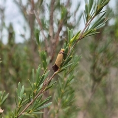 Edosa (genus) (A Tineid moth (Perissomasticinae) at Bungendore, NSW - 8 Jan 2025 by clarehoneydove