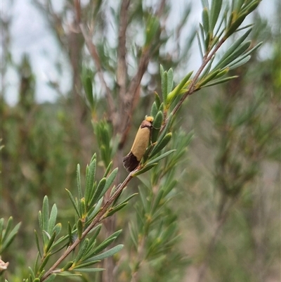 Edosa (genus) (A Tineid moth (Perissomasticinae) at Bungendore, NSW - 8 Jan 2025 by clarehoneydove