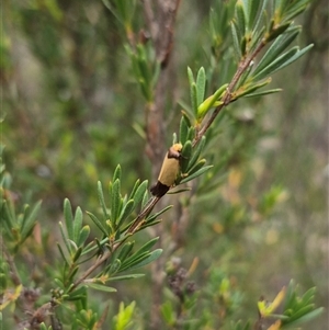 Edosa (genus) at Bungendore, NSW - 8 Jan 2025