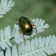 Aporocera (Aporocera) viridis (A leaf beetle) at Palerang, NSW - 7 Jan 2025 by AlisonMilton