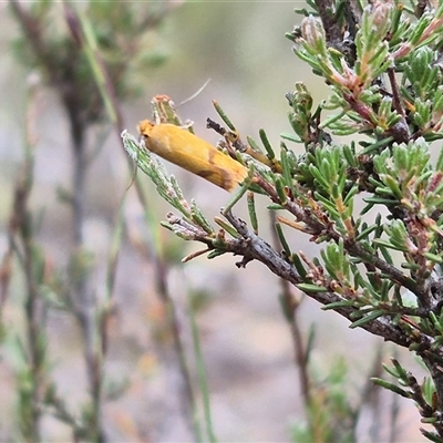 Plectobela undescribed species (A concealer moth (Wingia group)) at Bungendore, NSW - 8 Jan 2025 by clarehoneydove