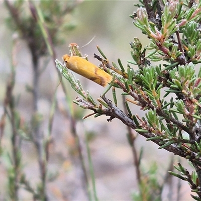 Plectobela undescribed species (A concealer moth) at Bungendore, NSW - 8 Jan 2025 by clarehoneydove