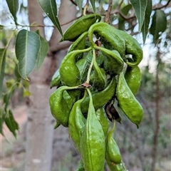 Brachychiton populneus subsp. populneus (Kurrajong) at Watson, ACT - 4 Jan 2025 by sbittinger