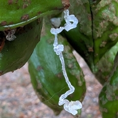 Brachychiton populneus at Watson, ACT - 4 Jan 2025