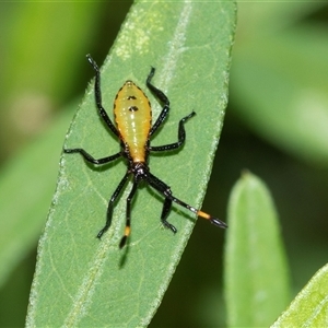 Amorbus sp. (genus) at Palerang, NSW - 7 Jan 2025