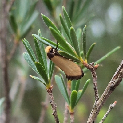 Edosa (genus) (A Tineid moth (Perissomasticinae) at Bungendore, NSW - 8 Jan 2025 by clarehoneydove