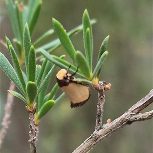 Edosa (genus) at Bungendore, NSW - suppressed