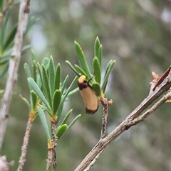 Edosa (genus) at Bungendore, NSW - suppressed