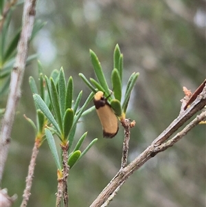 Edosa (genus) at Bungendore, NSW - suppressed