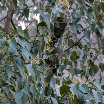 Dichocrocis clytusalis (Kurrajong Leaf-tier, Kurrajong Bag Moth) at Watson, ACT - 4 Jan 2025 by sbittinger