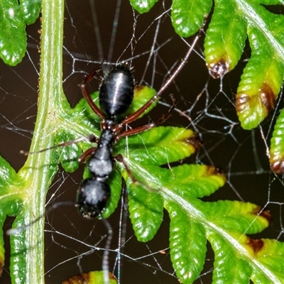 Unidentified Ant (Hymenoptera, Formicidae) at Palerang, NSW - 7 Jan 2025 by AlisonMilton