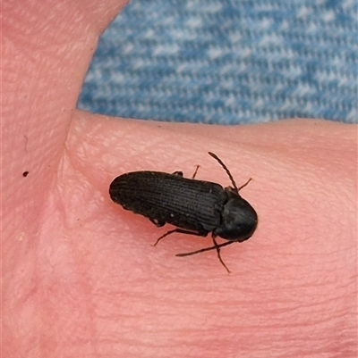 Eucnemidae (family) (False click beetles) at Bungendore, NSW - 8 Jan 2025 by clarehoneydove